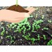 Royal Empress Tree Seeds - Paulownia tomentosa - 25 Seeds   